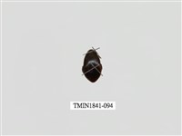 藏品(菲律賓產昆蟲)的圖片